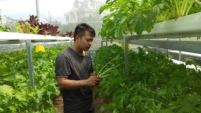 Vườn rau thủy canh của chàng trai 9x