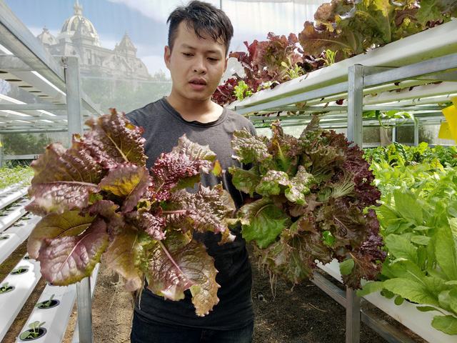 Những cây rau sạch được chàng trai 9x trồng theo mô hình rau thủy canh trong nhà kính