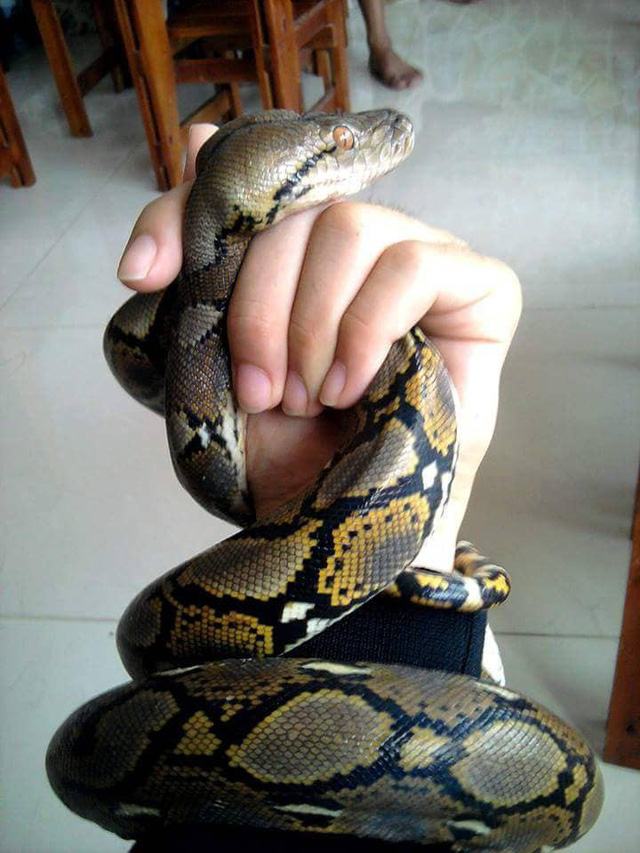 Một chú trăn... hiền khô