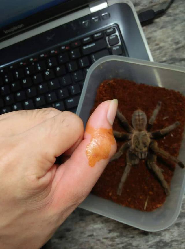Nhện Tarantula