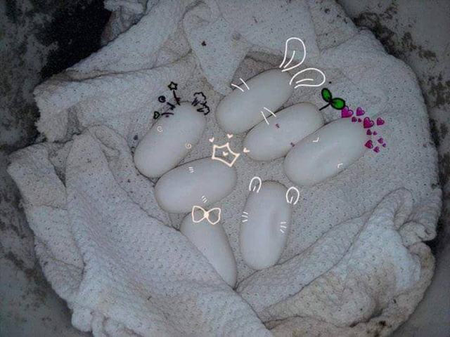 Tân còn mua trứng về tự xử lý ấp nở