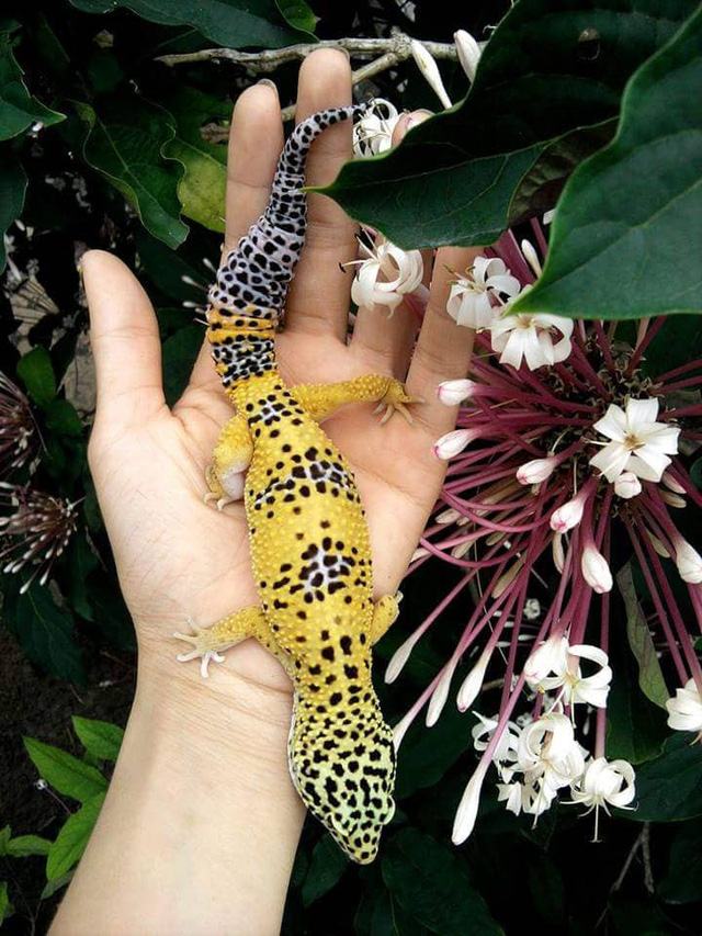 Chú thằn lằn da báo (leopard gecko) xinh đẹp và dễ nuôi