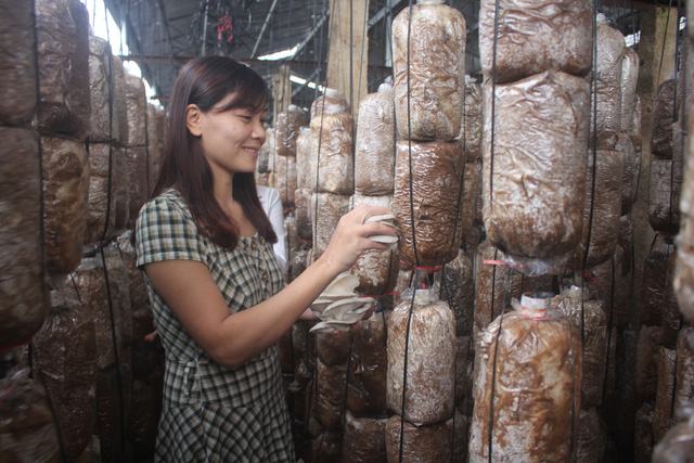 Không qua trường lớp, nhưng chị đã tự mày mò, học hỏi kinh nghiệm để xây nên trang trại nấm