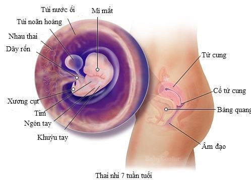 thai 7 tuan
