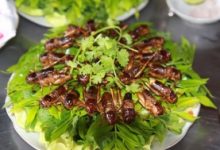 Top 6 Món ăn từ côn trùng lạ nhất Việt Nam